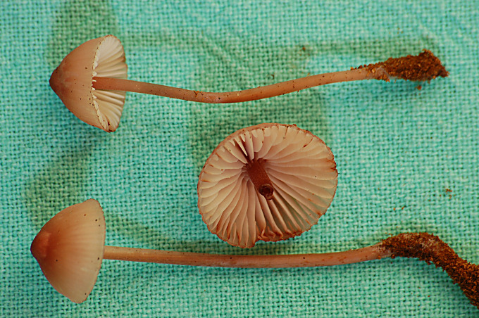 Fungo a lamelle su legno